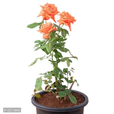 Beautiful Orangr Color Flower Live Rose Plant-thumb0