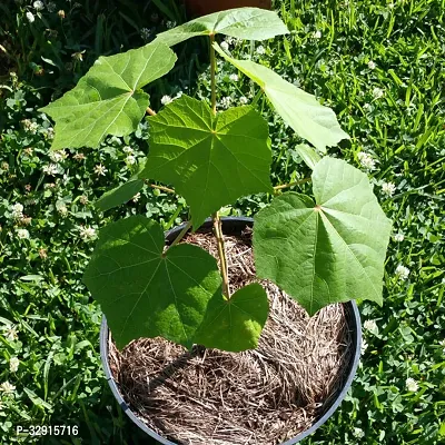 Confederate Rose Land Lotus Plant Double Petal-thumb2