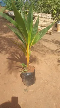 Vietnam Alltime Green Dwarf Coconut Live Plant(Fruit Starting After 4 Years)-thumb2