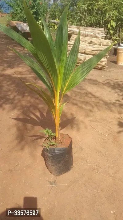 Vietnam Alltime Green Dwarf Coconut Live Plant(Fruit Starting After 4 Years)-thumb3