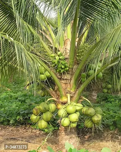 RB nurscry High Yield Hybrid Rare Coconut Live Plant - Qualitative Hybrid Live Plant Kerala Coconut Tree Plant (Dwarf Coconut Plant)-thumb0