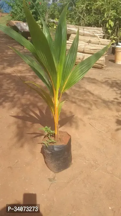 RB nurscry High Yield Hybrid Rare Coconut Live Plant - Qualitative Hybrid Live Plant Kerala Coconut Tree Plant (Dwarf Coconut Plant)-thumb2