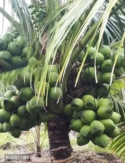 RB nurscry Farmer High Yield Hybrid Rare Coconut Live Plant - Qualitative Hybrid Live Plant Kerala Coconut Tree Plant (Dwarf Coconut Plant)-thumb0