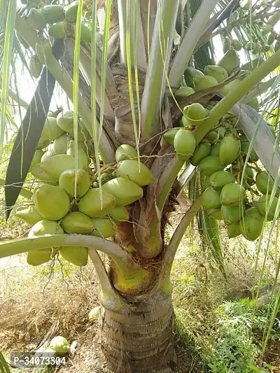 RB nurscry Farmer High Yield Hybrid Rare Coconut Live Plant - Qualitative Hybrid Live Plant Kerala Coconut Tree Plant (Dwarf Coconut Plant)-thumb2