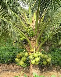 RB nurscry Farmer High Yield Hybrid Rare Coconut Live Plant - Qualitative Hybrid Live Plant Kerala Coconut Tree Plant (Dwarf Coconut Plant)-thumb2