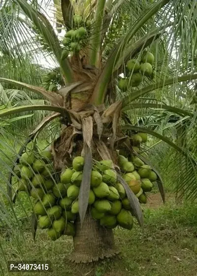 RB nurscry High Yield Hybrid Rare Coconut Live Plant - Qualitative Hybrid Live Plant Kerala Coconut Tree Plant (Dwarf Coconut Plant)-thumb0