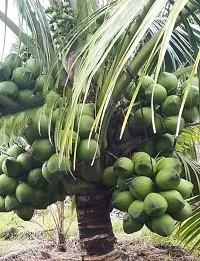 RB nurscry High Yield Hybrid Rare Coconut Live Plant - Qualitative Hybrid Live Plant Kerala Coconut Tree Plant (Dwarf Coconut Plant)-thumb1