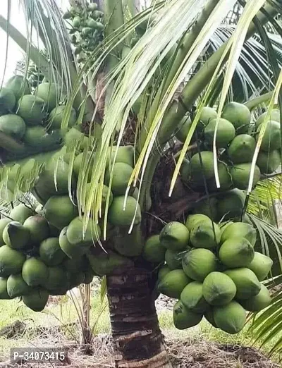 RB nurscry High Yield Hybrid Rare Coconut Live Plant - Qualitative Hybrid Live Plant Kerala Coconut Tree Plant (Dwarf Coconut Plant)-thumb2