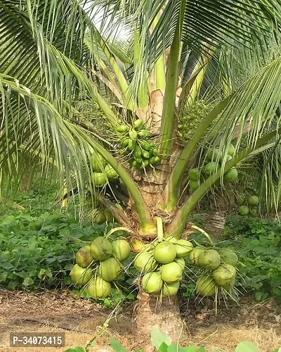 RB nurscry High Yield Hybrid Rare Coconut Live Plant - Qualitative Hybrid Live Plant Kerala Coconut Tree Plant (Dwarf Coconut Plant)-thumb3