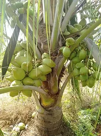 RB nurscry High Yield Hybrid Rare Coconut Live Plant - Qualitative Hybrid Live Plant Kerala Coconut Tree Plant (Dwarf Coconut Plant)-thumb3