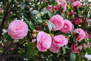 Camellia Pink Perfection flower Live Plant Rare Hybrid (Plant Height 1.5-2.5 Feet) Live Flower Plant for Home garden Indoor Outdoor Shrubs Tree-thumb2