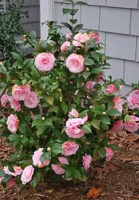 Camellia Pink Perfection flower Live Plant Rare Hybrid (Plant Height 1.5-2.5 Feet) Live Flower Plant for Home garden Indoor Outdoor Shrubs Tree-thumb3