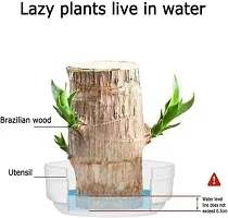 Brazilian Wood, Magical Sprouting Brazilian Lucky Wood Plant, Mini Brazilian Wood Hydroponic Plant Decor with Groot, Home Decor Purify Indoor Air WOODEN PLANT-thumb3