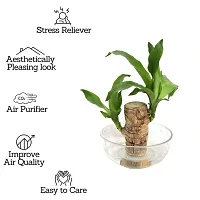 Brazilian Wood, Magical Sprouting Brazilian Lucky Wood Plant, Mini Brazilian Wood Hydroponic Plant Decor with Groot, Home Decor Purify Indoor Air WOODEN PLANT-thumb1