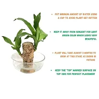 Brazilian Wood, Magical Sprouting Brazilian Lucky Wood Plant, Mini Brazilian Wood Hydroponic Plant Decor with Groot, Home Decor Purify Indoor Air WOODEN PLANT-thumb2