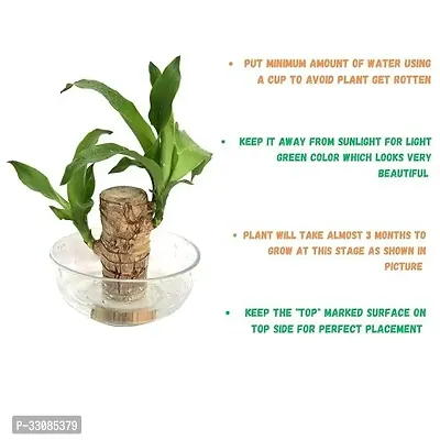 Brazilian Wood, Magical Sprouting Brazilian Lucky Wood Plant, Mini Brazilian Wood Hydroponic Plant Decor with Groot, Home Decor Purify Indoor Air WOODEN PLANT-thumb3