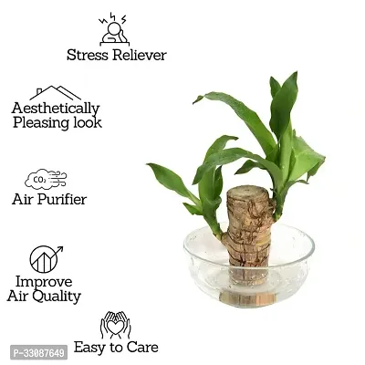 Bamboo Lucky Wood Good Luck Live Plant Lucky Brazil Wood Potted Plant | Healthy Indoor Live Lucky Brazilian Wood Plant for Living Room | Feng Shui Plant (without Pot pack of 1)-thumb5