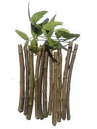 VEENA? Pack of 40 Pieces Ayurvedic Natural Organic Neem Datun (Moti Datun) Organic Toothbrush Nim Tree Twigs Chew Sticks for Brushing Teeth Removes Bad Breath, Toothpaste ( Fresh,F1WW21-thumb2