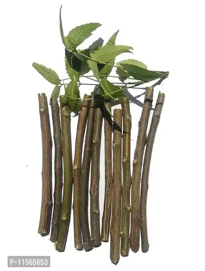 VEENA? Pack of 40 Pieces Ayurvedic Natural Organic Neem Datun (Moti Datun) Organic Toothbrush Nim Tree Twigs Chew Sticks for Brushing Teeth Removes Bad Breath, Toothpaste ( Fresh,F1WW21-thumb3