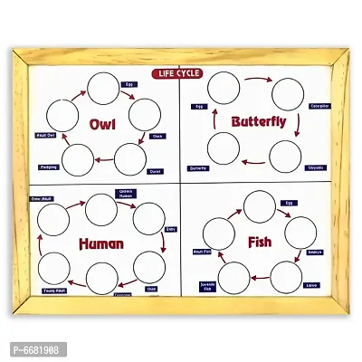 Magnetic Life Cycle - Covering 7 Life Cycles (Size: 12 x 17 x 1) Fun Activity for Your Kids Wooden Toys for 2-12 Years Unisex Kids
