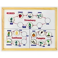 Magnetic Life Cycle - Covering 7 Life Cycles (Size: 12 x 17 x 1) Fun Activity for Your Kids Wooden Toys for 2-12 Years Unisex Kids-thumb2