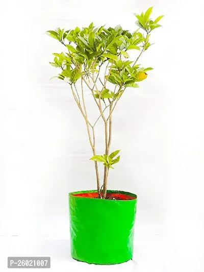 Beautiful Plant Grow Bags-thumb0