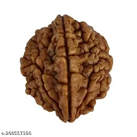 Shiva rudraksha Pure 2 Mukhi Rudraksha 2 Face Brown Bead Both for Men  Women-thumb2