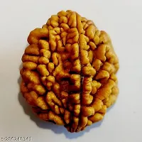 Shiva rudraksha Pure 2 Mukhi Rudraksha-thumb3