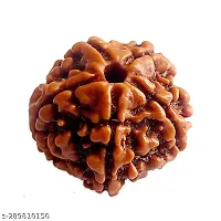 3 Mukhi Rudraksha for Men and Women-thumb2