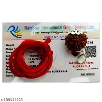 Shiva rudraksha Pure 6  Mukhi Rudraksha-thumb3