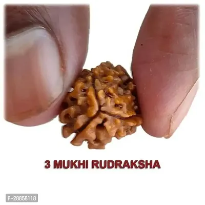 3 Mukhi Rudraksha for Men and Women