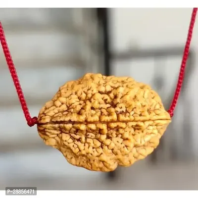 Shiva rudraksha Pure 2 Mukhi Rudraksha