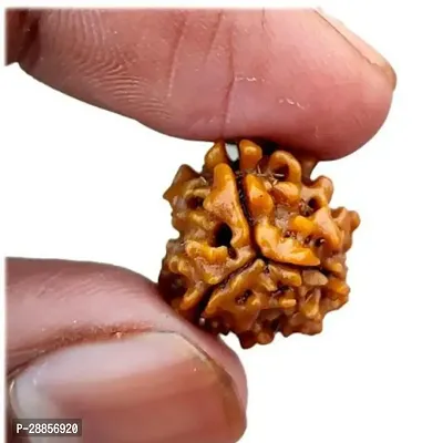 lord shiva rudraksha beads Original Nepali 2 Mukhi Rudraksha Bead rudraksha