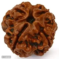 Rudraksha 4 Mukhi Four Face Rudraksh  pack of 1-thumb1