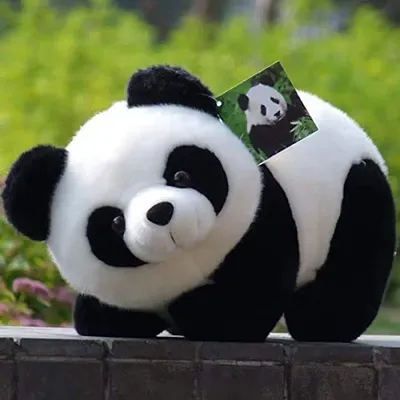 teddy panda price