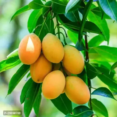 Corofitam Rare HimsagarMango Fruit Live Mango Fruit Live Plant Himsagar-thumb0