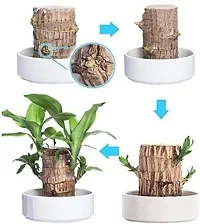 Petite Brazilian Wood Gardening Decor-thumb1