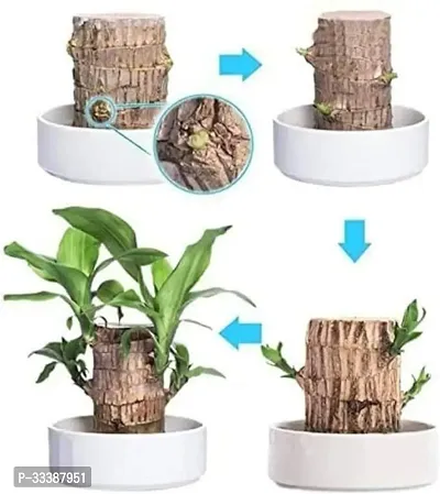 Petite Brazilian Wood Gardening Decor-thumb2