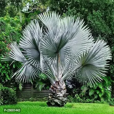 Table Palm Plant-thumb0