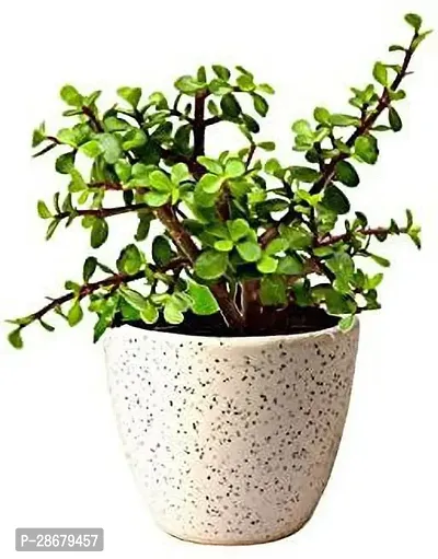 Jade Plant-thumb0