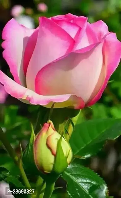Corofitam Rose Plant Kashmiri Rose Plant-thumb0