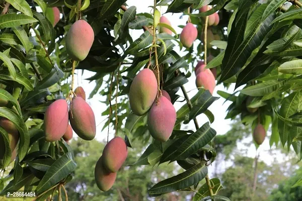 Corofitam Mango Plant MANGO PLANT-thumb0