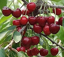 Corofitam Cherry Fruit Plant Green cherry plant-thumb1