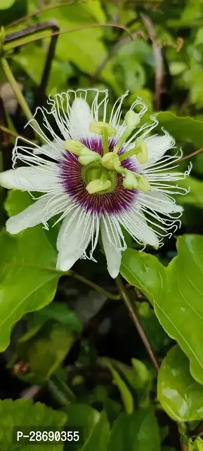 Corofitam Passion Plant Passion live plant-thumb2