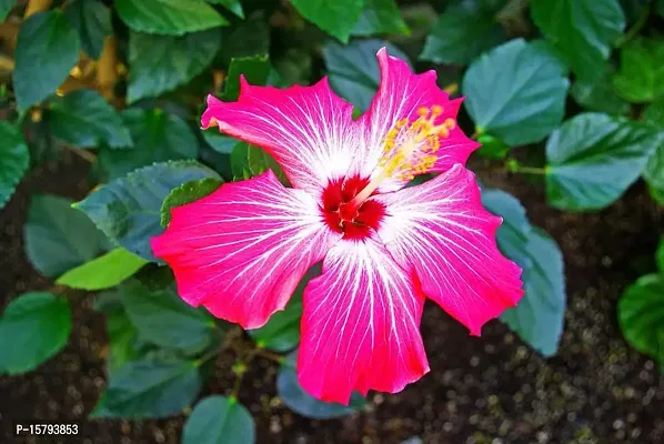 Corofitam_Hibiscus Plant_One Healthy Plant In a Plastic Bag_YPDl-S104-thumb0