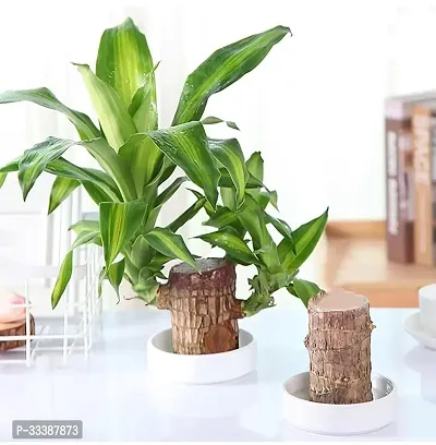 Lucky Brazil Wood Potted Plant Healthy Indoor Plant Live Lucky Brazilian Wood Plant for Living Room, Feng Shui Plant Enhance Your Indoor(without Pot)-thumb3