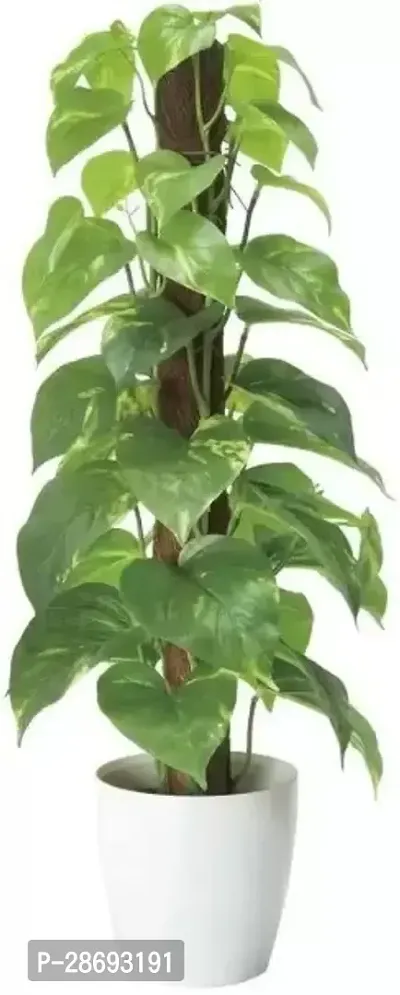 Corofitam Money Plant MONEY 1204-thumb0