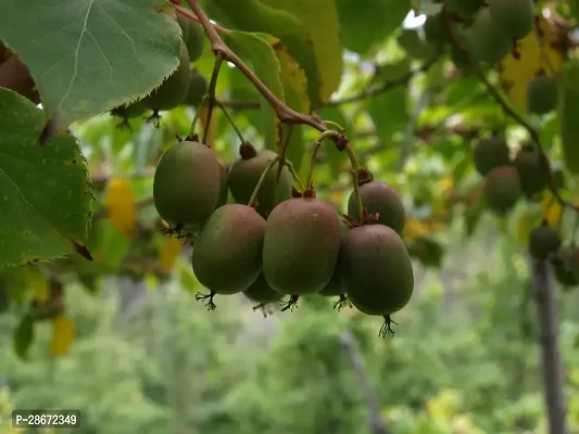 Corofitam Kiwi Plant Kiwi fruit plant Ki34-thumb0