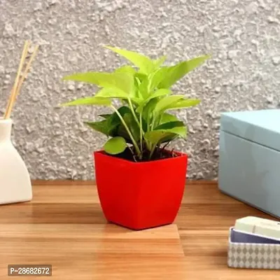 Money Plant-thumb0