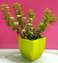 Corofitam Jade Plant Shift_Jade_Plant-thumb1